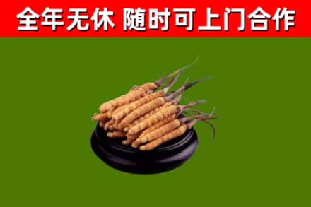 肇州烟酒回收冬虫夏草.jpg