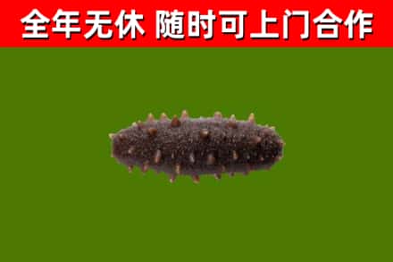 肇州烟酒回收干海参.jpg